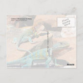 Common Collared Lizard, New Mexico Briefkaart (Achterkant)