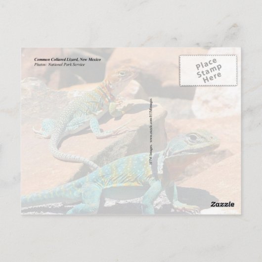Common Collared Lizard, New Mexico Briefkaart (Achterkant)