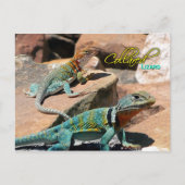 Common Collared Lizard, New Mexico Briefkaart (Voorkant)