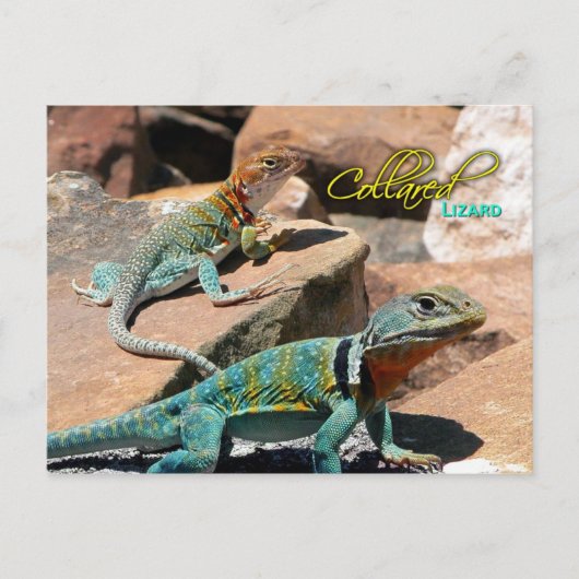 Common Collared Lizard, New Mexico Briefkaart (Voorkant)