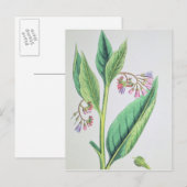Common Comfrey, bord MCXVI, c.1800 Briefkaart (Voorkant / Achterkant)