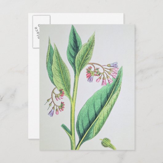 Common Comfrey, bord MCXVI, c.1800 Briefkaart (Voorkant / Achterkant)