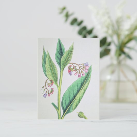 Common Comfrey, bord MCXVI, c.1800 Briefkaart (Staand voorkant)