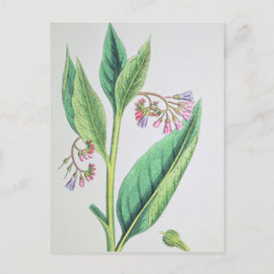 Common Comfrey, bord MCXVI, c.1800 Briefkaart