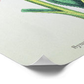 Common Comfrey, bord MCXVI, c.1800 Poster (Hoek)