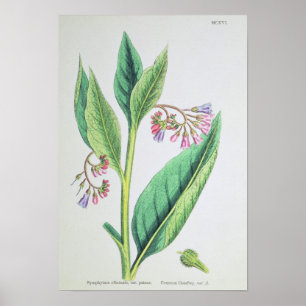 Common Comfrey, bord MCXVI, c.1800 Poster