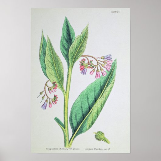 Common Comfrey, bord MCXVI, c.1800 Poster (Voorkant)