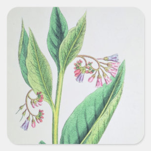 Common Comfrey, bord MCXVI, c.1800 Vierkante Sticker