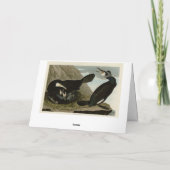 Common Cormorant - van Audubon's Birds of America Kaart (Achterkant)