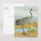 "Common Crane" Briefkaart (Voorkant / Achterkant)