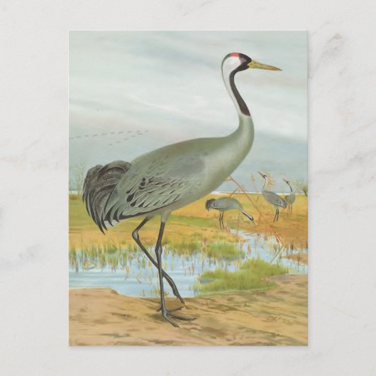"Common Crane" Briefkaart (Voorkant)
