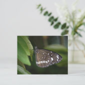 Common Crow Butterfly Briefkaart (Staand voorkant)