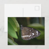 Common Crow Butterfly Briefkaart (Voorkant / Achterkant)