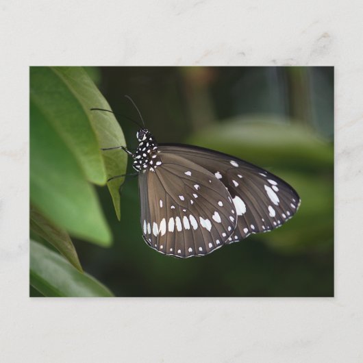 Common Crow Butterfly Briefkaart (Voorkant)