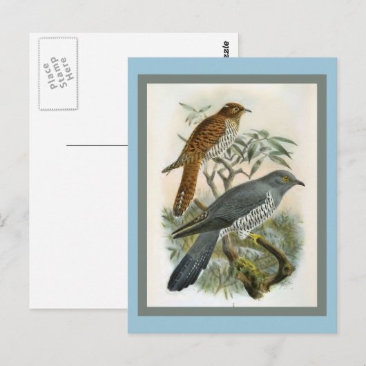 Common Cuckoo  Bird Illustration Briefkaart (Voorkant / Achterkant)