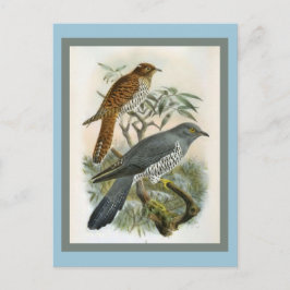 Common Cuckoo Bird Illustration Briefkaart