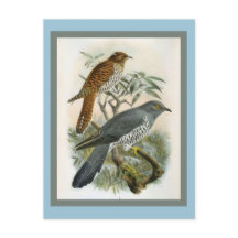 Common Cuckoo  Bird Illustration