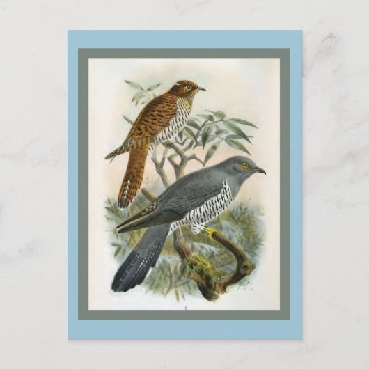 Common Cuckoo  Bird Illustration Briefkaart (Voorkant)