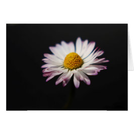 Common Daisy gcn