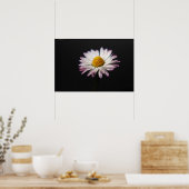 Common Daisy wapcna Poster (Keuken)