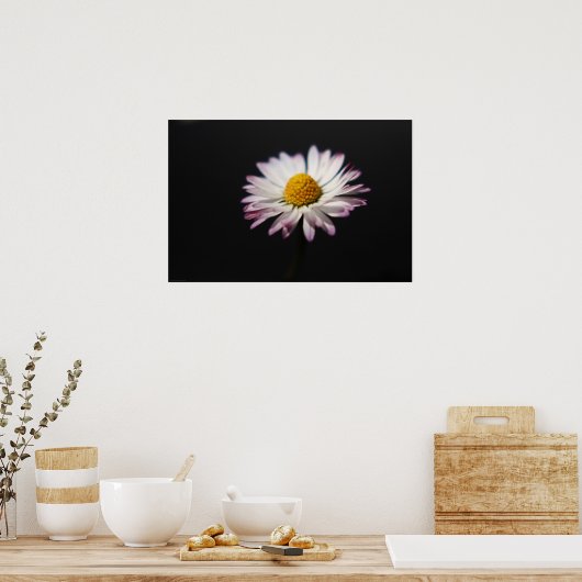 Common Daisy wapcna Poster (Keuken)