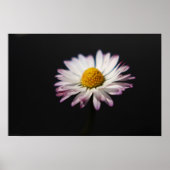 Common Daisy wapcna Poster (Voorkant)