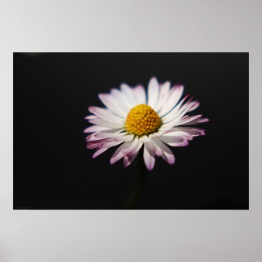 Common Daisy wapcna Poster (Voorkant)