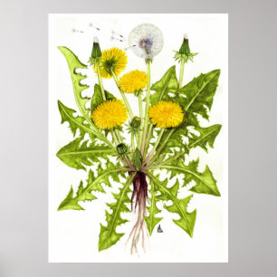 Common Dandelion - Sue Abonyi Poster