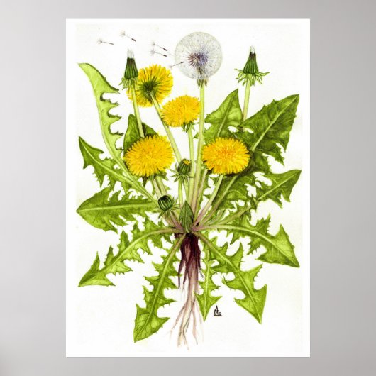 Common Dandelion - Sue Abonyi Poster (Voorkant)