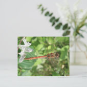 Common Darter Dragonfly Briefkaart (Staand voorkant)