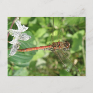 Common Darter Dragonfly Briefkaart