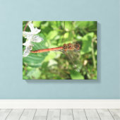 Common Darter Dragonfly Canvas afdrukken (Insitu (Houten vloer))