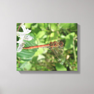 Common Darter Dragonfly Canvas afdrukken