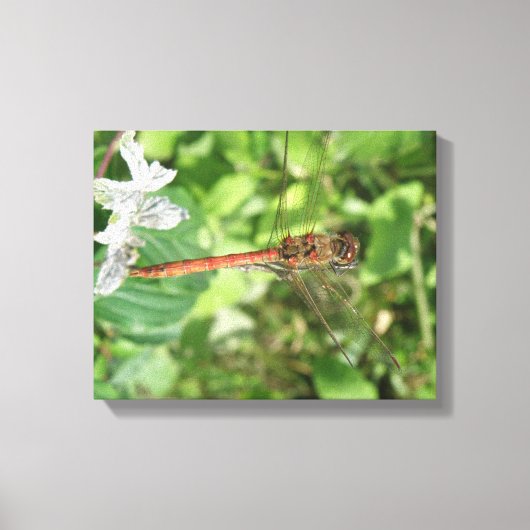 Common Darter Dragonfly Canvas afdrukken (Voorkant)