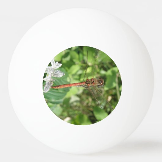 Common Darter Dragonfly Ping Pong Ball (Voorkant)