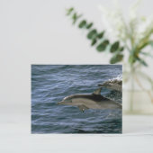 Common dolphin briefkaart (Staand voorkant)