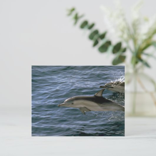 Common dolphin briefkaart (Staand voorkant)