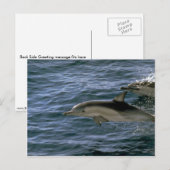 Common dolphin briefkaart (Voorkant / Achterkant)