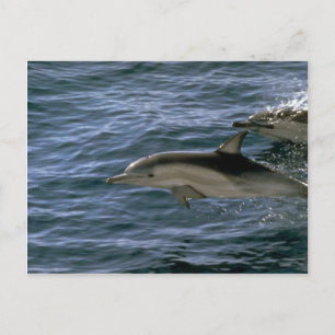 Common dolphin briefkaart