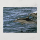 Common dolphin briefkaart (Voorkant)