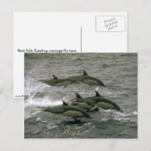 Common dolphin briefkaart (Voorkant / Achterkant)