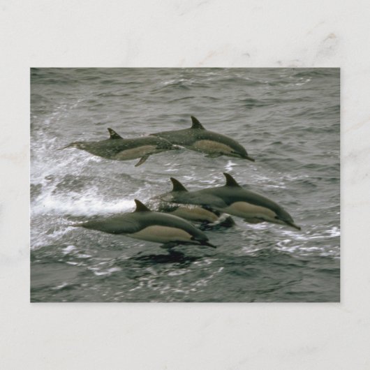 Common dolphin briefkaart (Voorkant)