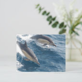 Common Dolphin Briefkaart (Staand voorkant)