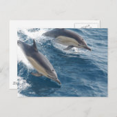 Common Dolphin Briefkaart (Voorkant / Achterkant)