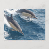 Common Dolphin Briefkaart (Voorkant)