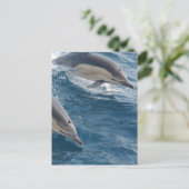 Common Dolphin Briefkaart (Staand voorkant)