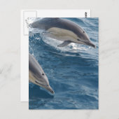 Common Dolphin Briefkaart (Voorkant / Achterkant)