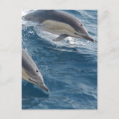 Common Dolphin Briefkaart (Voorkant)