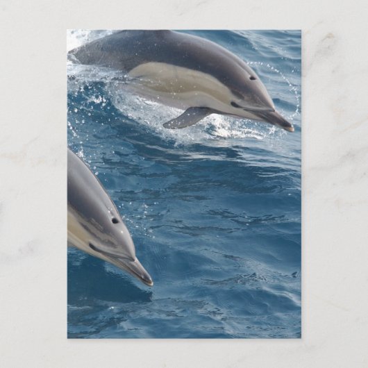 Common Dolphin Briefkaart (Voorkant)