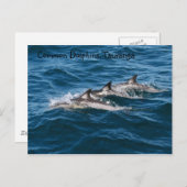 Common Dolphins Briefkaart (Voorkant / Achterkant)